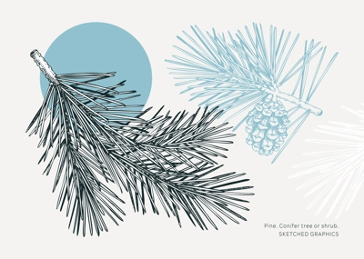 Collage-style pine sketch. Conifer tree drawing. Winter tree branch with cone hand-drawn vector illustration. Christmas design element. NOT AI genereted